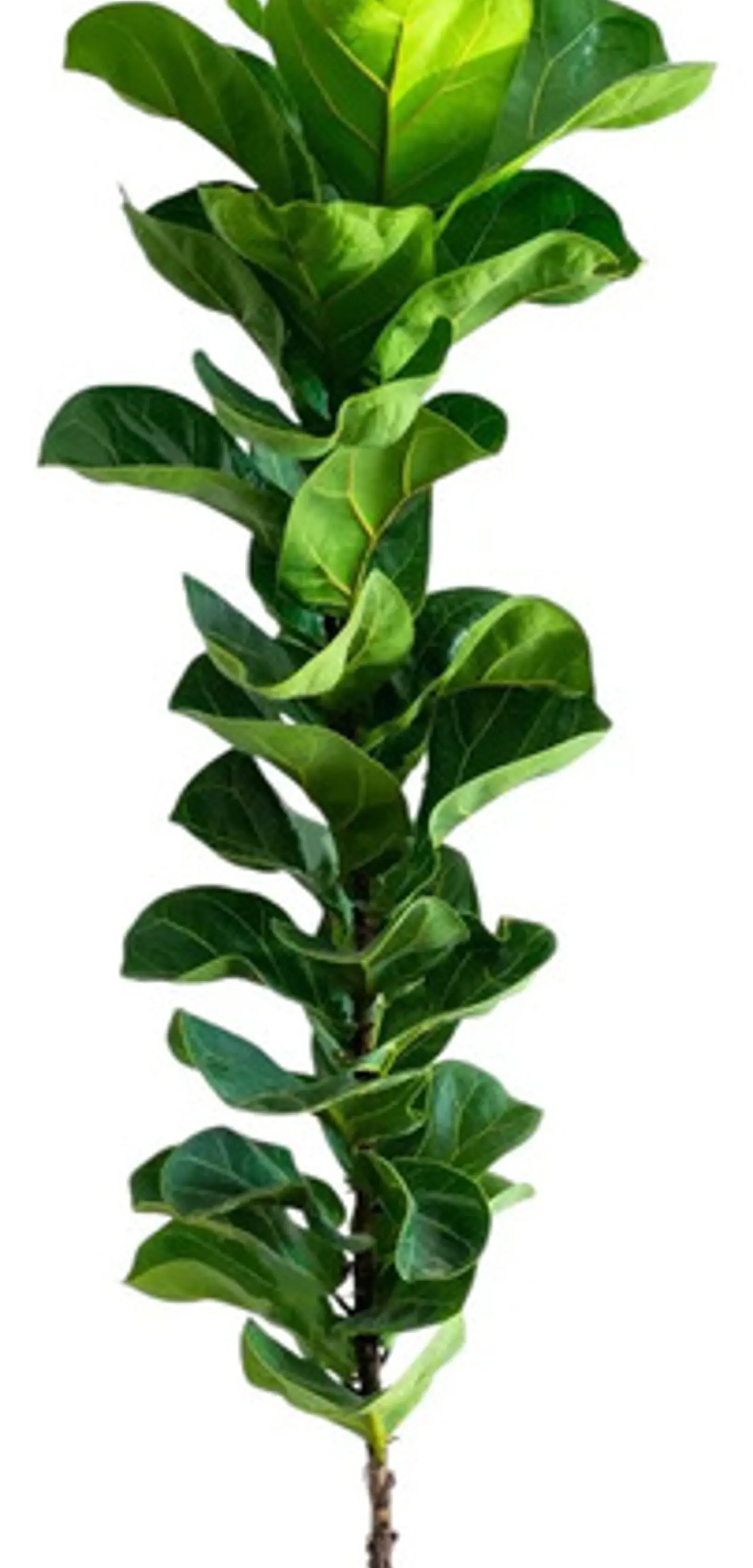 Árbol Artificial Croton Decorativo Con Flores Verdes Tallo 2