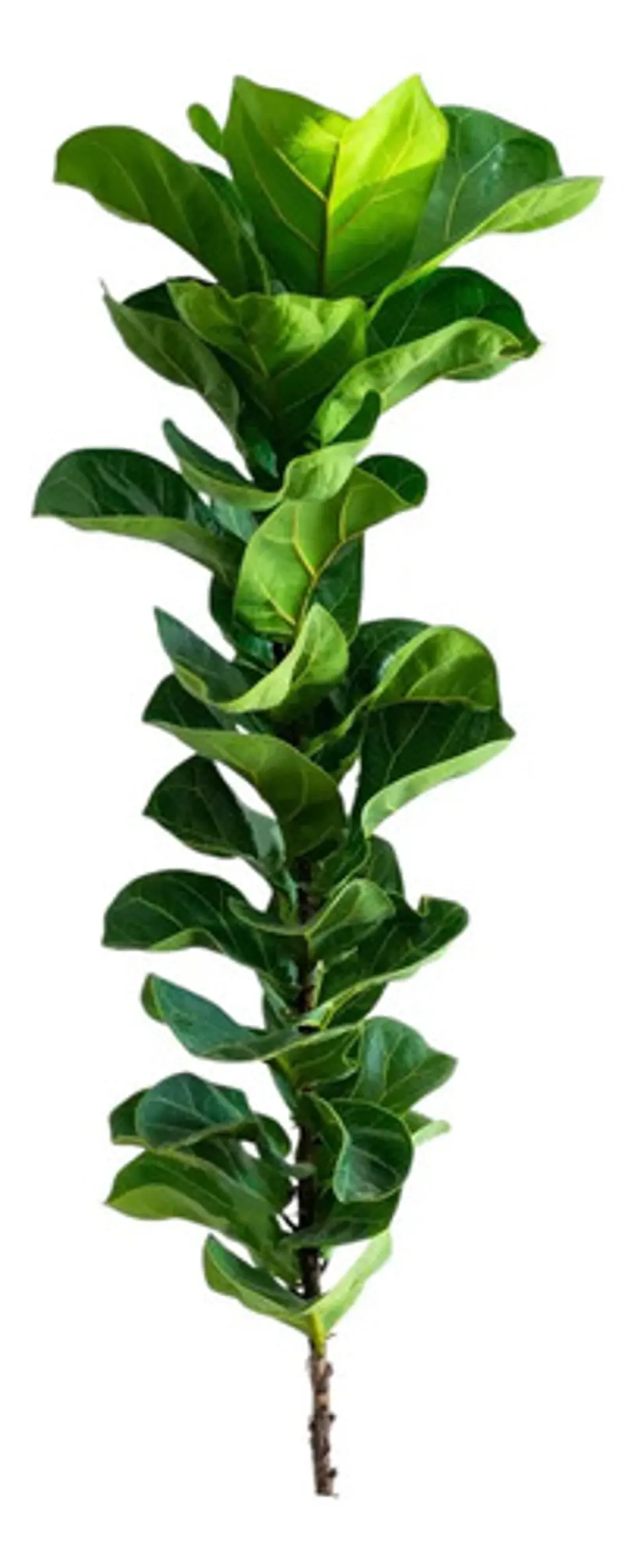 Árbol Artificial Croton Decorativo Con Flores Verdes Tallo 2