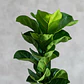 Árbol Artificial Croton Decorativo Con Flores Verdes Tallo - Miniatura 5