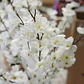 Árbol Artificial Cerezos Decorativo Con Flores Blancas Tallo - Miniatura 4