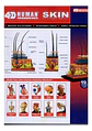 Modelo Anatomico Capas De La Piel Humana 4d Con 19 Piezas - Miniatura 2