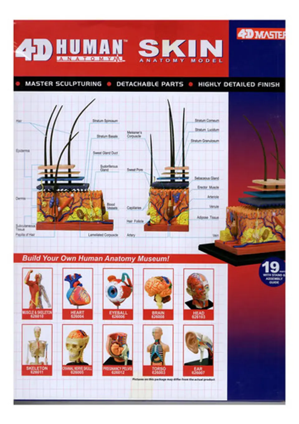 Modelo Anatomico Capas De La Piel Humana 4d Con 19 Piezas 2