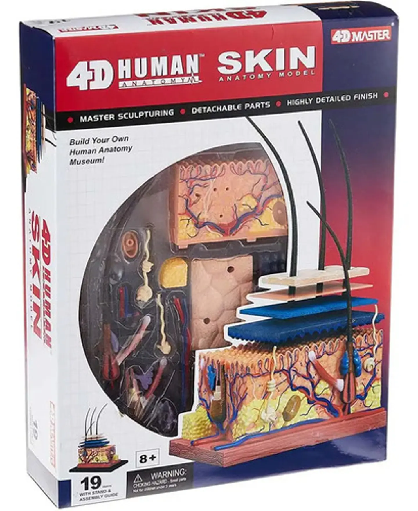 Modelo Anatomico Capas De La Piel Humana 4d Con 19 Piezas 3
