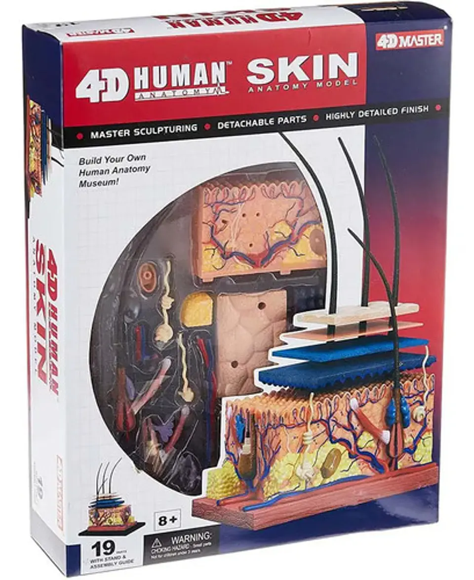 Modelo Anatomico Capas De La Piel Humana 4d Con 19 Piezas 3