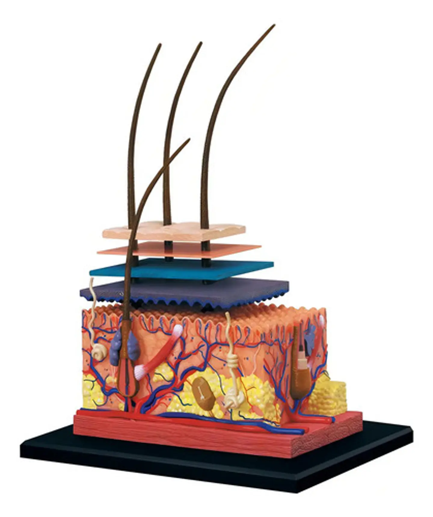 Modelo Anatomico Capas De La Piel Humana 4d Con 19 Piezas 4