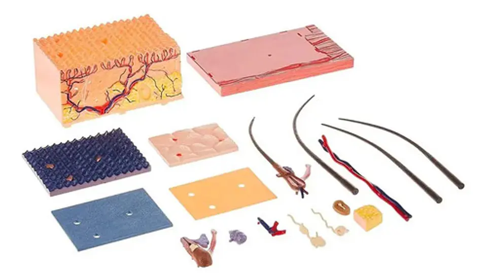 Modelo Anatomico Capas De La Piel Humana 4d Con 19 Piezas 5