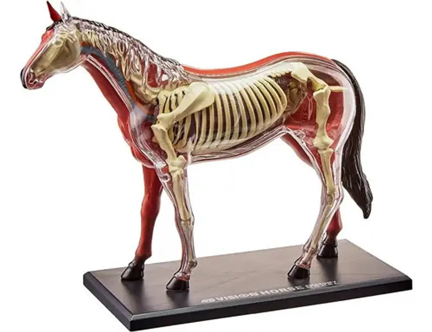Modelo Anatómico De Caballo Tedco, 4d. 25 Piezas 2