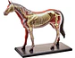 Modelo Anatómico De Caballo Tedco, 4d. 25 Piezas - Miniatura 2