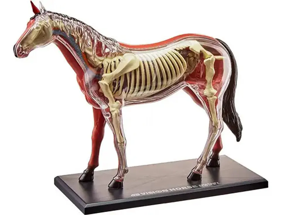 Modelo Anatómico De Caballo Tedco, 4d. 25 Piezas 2