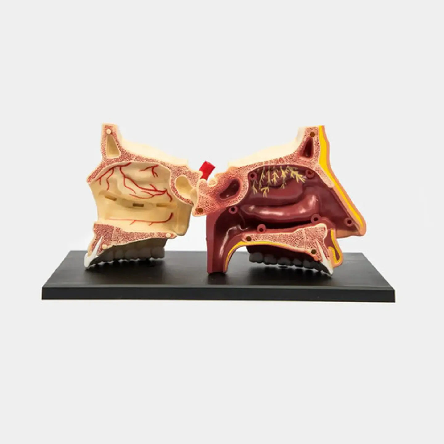 Modelo Anatómico 4d Humano Nariz Y Olfato 1:1 Detachable 2