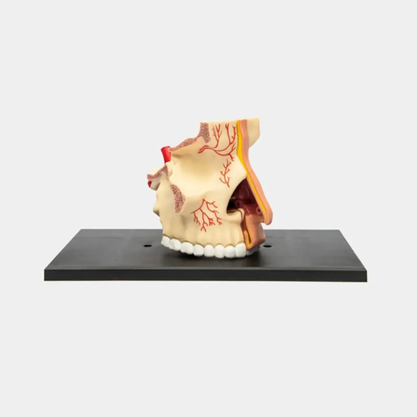 Modelo Anatómico 4d Humano Nariz Y Olfato 1:1 Detachable 4