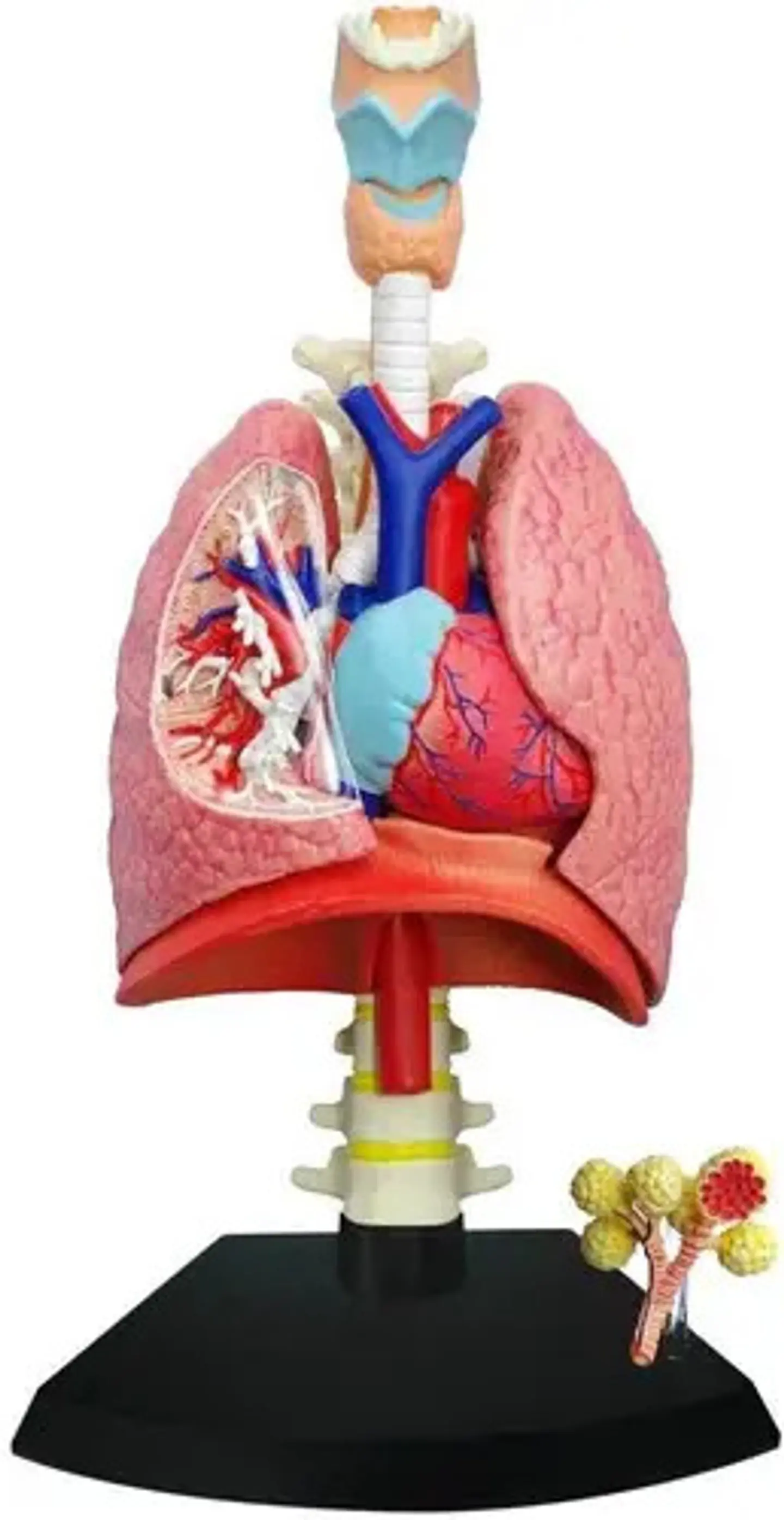 Modelo Anatómico Del Sistema Respiratorio Humano Tedco, 4d 1