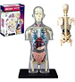 Modelo Anatómico Torso Humano Desmontable Con Órganos Y Esqu - Miniatura 1