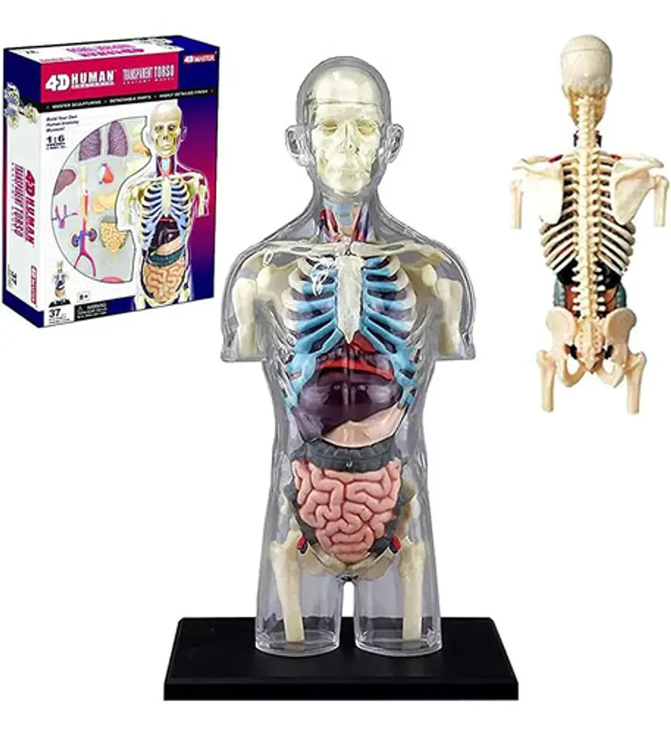 Modelo Anatómico Torso Humano Desmontable Con Órganos Y Esqu 1
