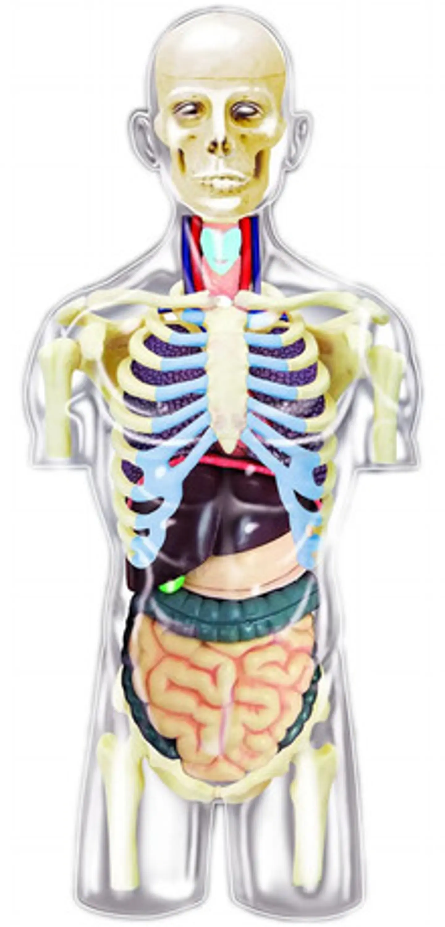 Modelo Anatómico Torso Humano Desmontable Con Órganos Y Esqu 2
