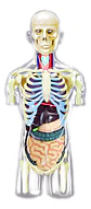 Modelo Anatómico Torso Humano Desmontable Con Órganos Y Esqu - Miniatura 2