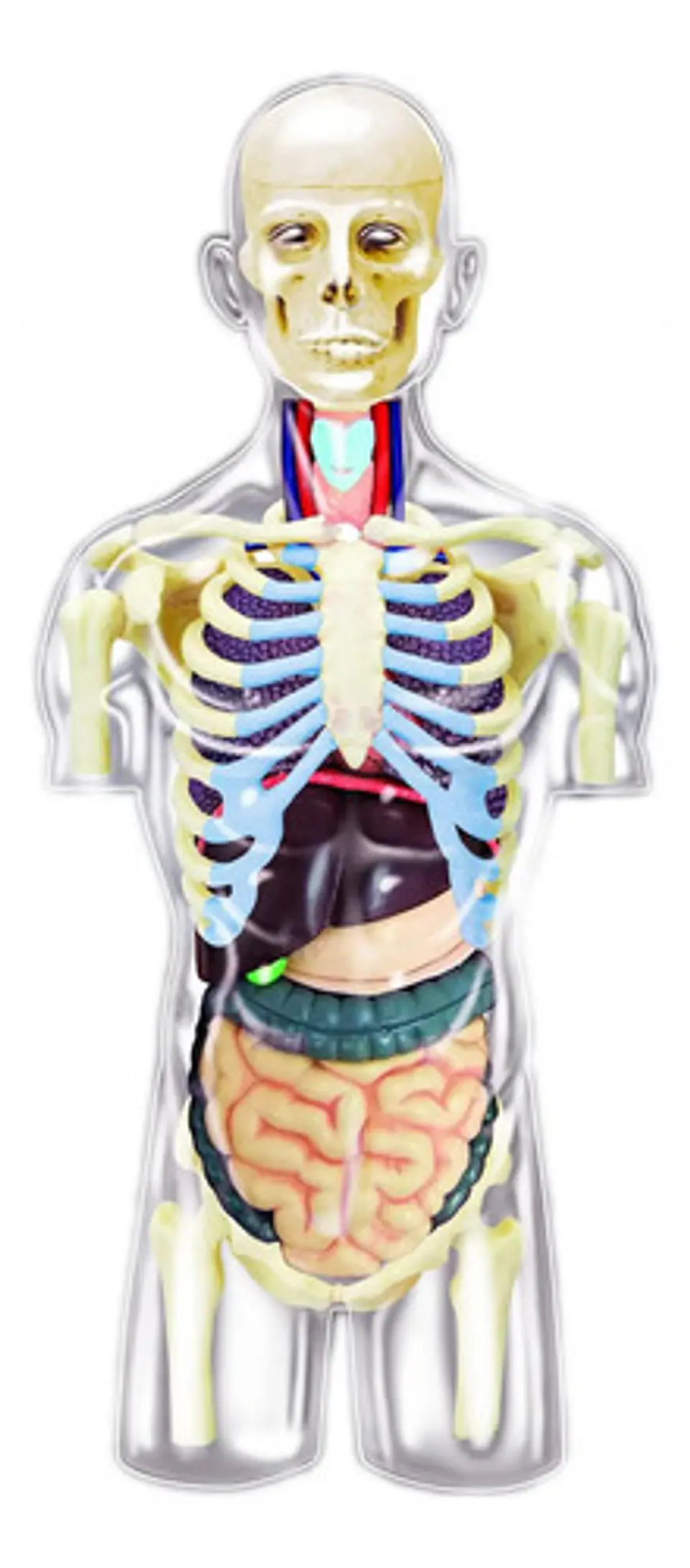 Modelo Anatómico Torso Humano Desmontable Con Órganos Y Esqu 2