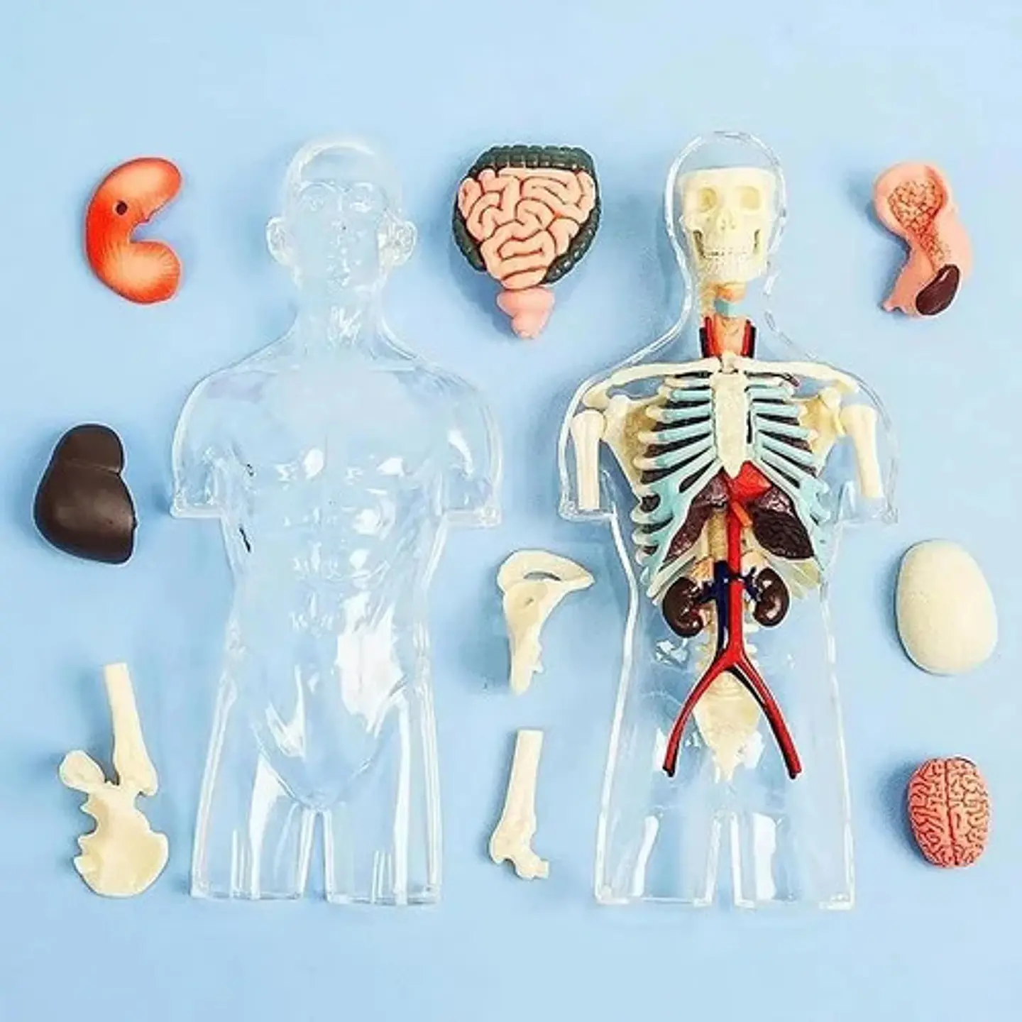 Modelo Anatómico Torso Humano Desmontable Con Órganos Y Esqu 3