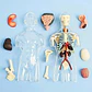 Modelo Anatómico Torso Humano Desmontable Con Órganos Y Esqu - Miniatura 3