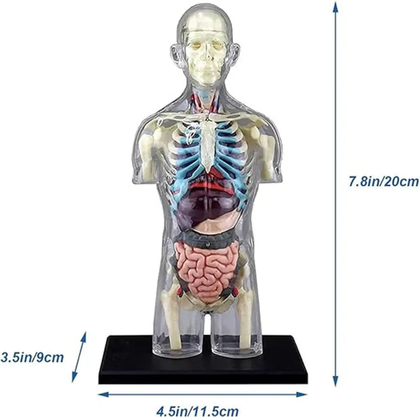 Modelo Anatómico Torso Humano Desmontable Con Órganos Y Esqu 4