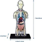 Modelo Anatómico Torso Humano Desmontable Con Órganos Y Esqu - Miniatura 4