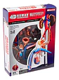 Modelo De Anatomía Reproductiva Masculina 4d Visión - Miniatura 1