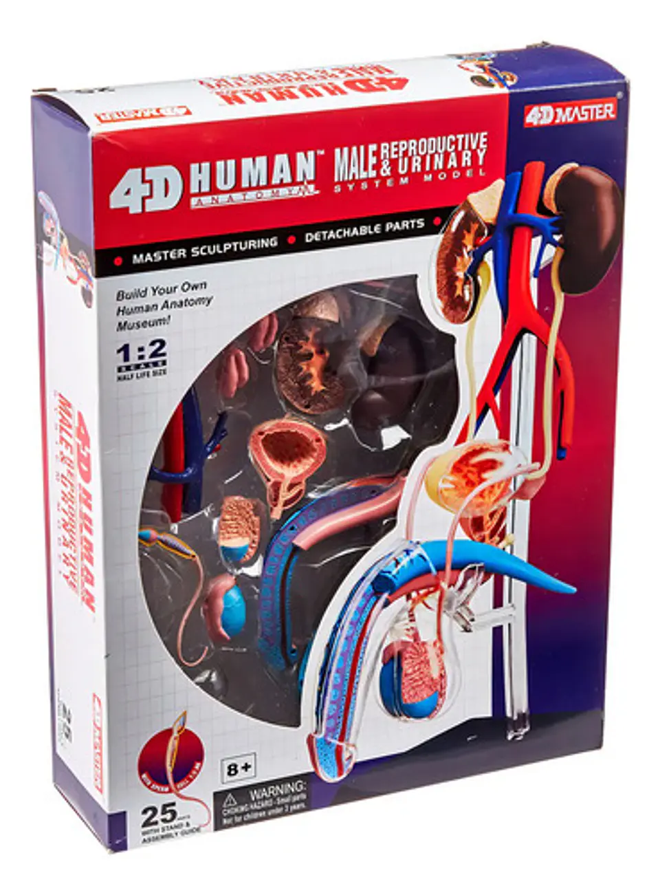 Modelo De Anatomía Reproductiva Masculina 4d Visión 1
