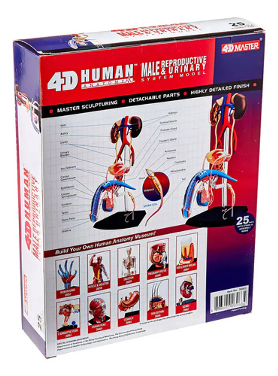 Modelo De Anatomía Reproductiva Masculina 4d Visión 2