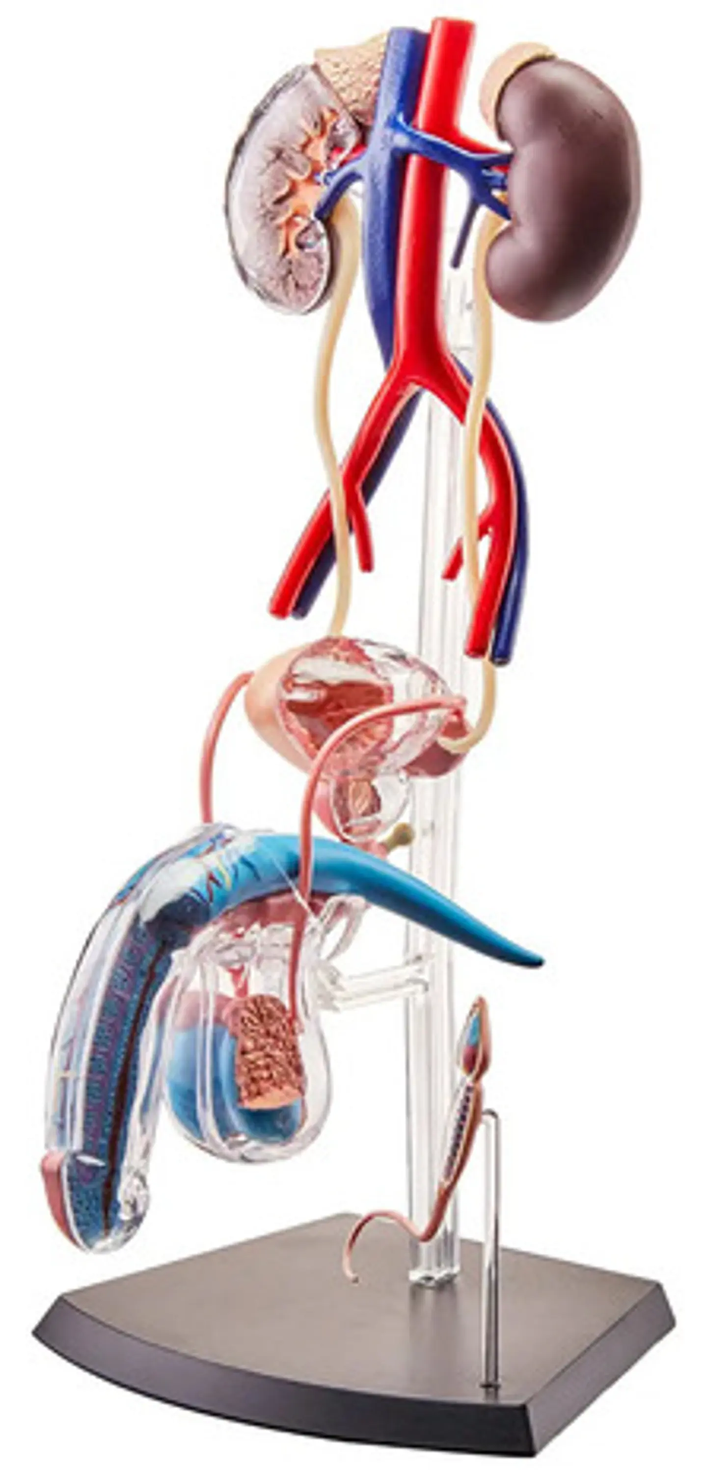 Modelo De Anatomía Reproductiva Masculina 4d Visión 3