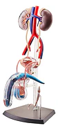 Modelo De Anatomía Reproductiva Masculina 4d Visión - Miniatura 3