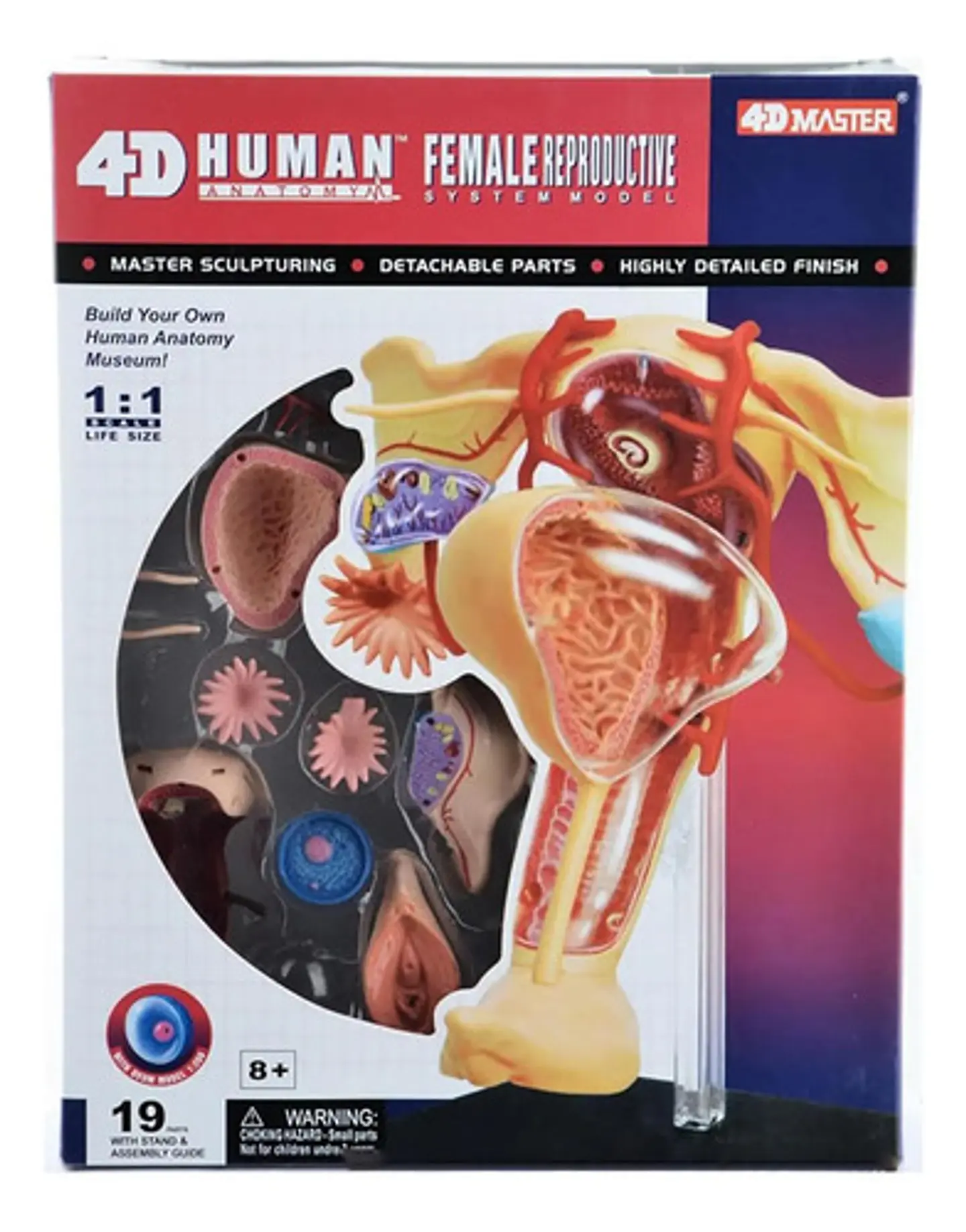 Modelo Anatómico 4d Master Sistema Reproductor Femenino 1:1 1