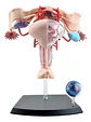 Modelo Anatómico 4d Master Sistema Reproductor Femenino 1:1 - Miniatura 2