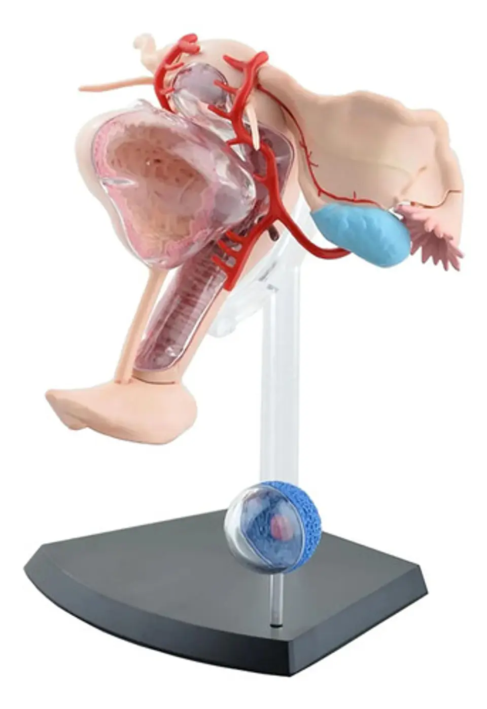 Modelo Anatómico 4d Master Sistema Reproductor Femenino 1:1 3