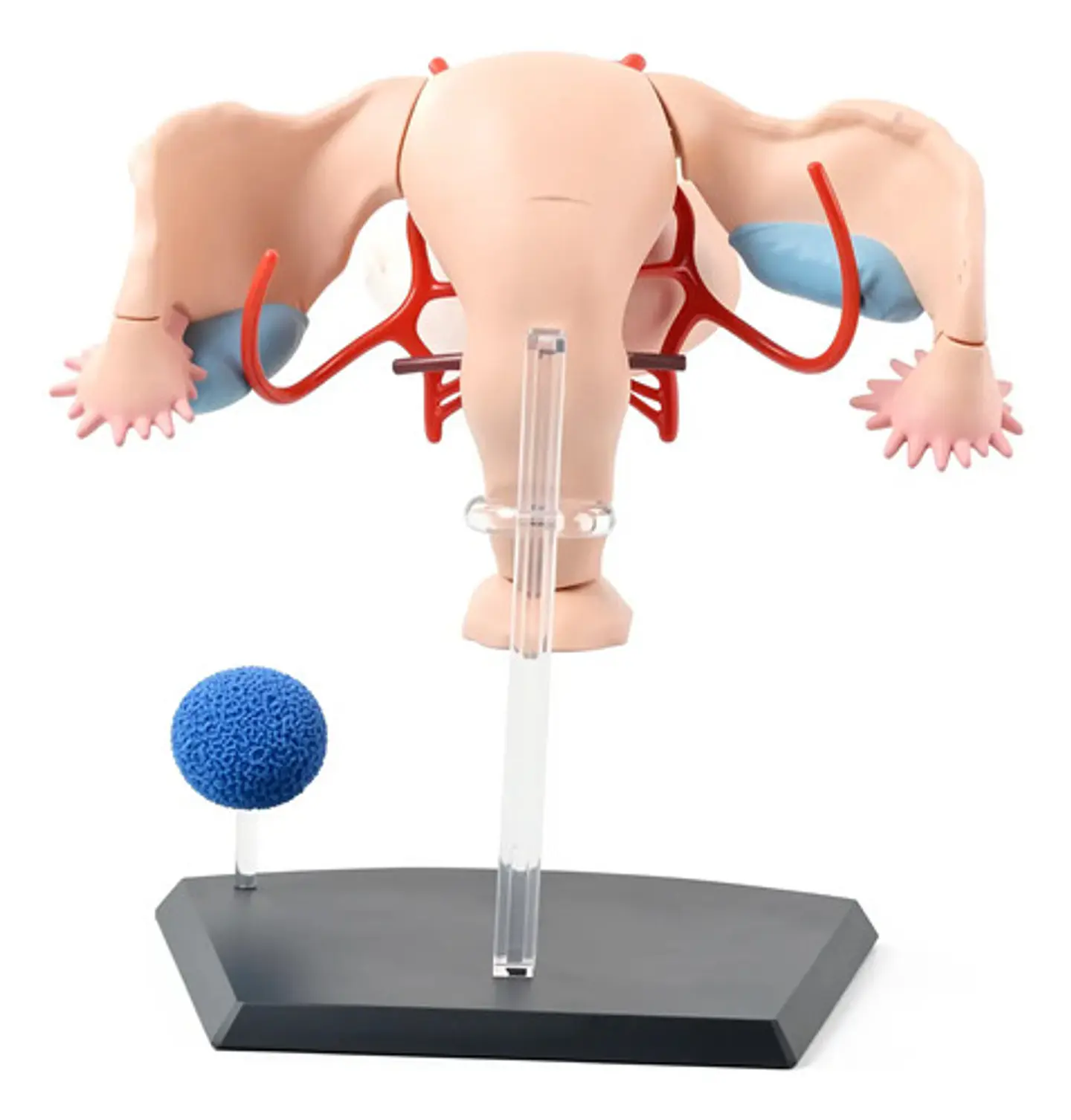 Modelo Anatómico 4d Master Sistema Reproductor Femenino 1:1 4