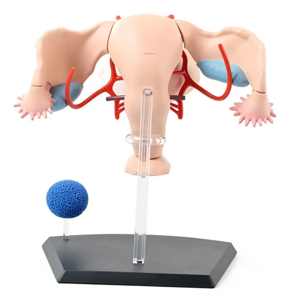 Modelo Anatómico 4d Master Sistema Reproductor Femenino 1:1 4