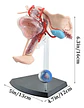 Modelo Anatómico 4d Master Sistema Reproductor Femenino 1:1 - Miniatura 5