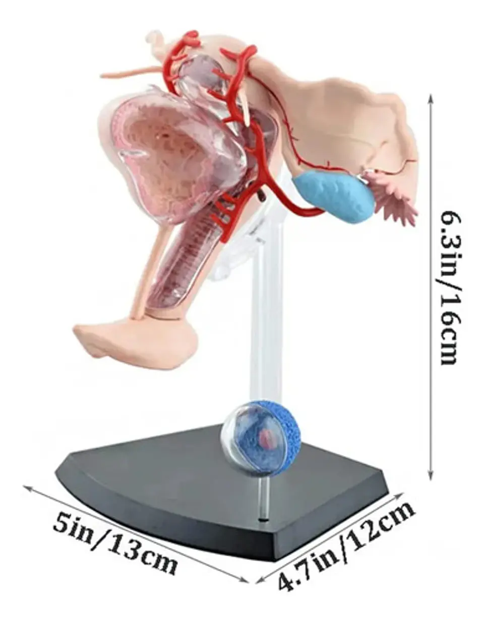 Modelo Anatómico 4d Master Sistema Reproductor Femenino 1:1 5