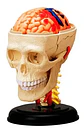 4d Modelo Anatómico De Esqueleto Humano  Escala 626005 - Miniatura 1
