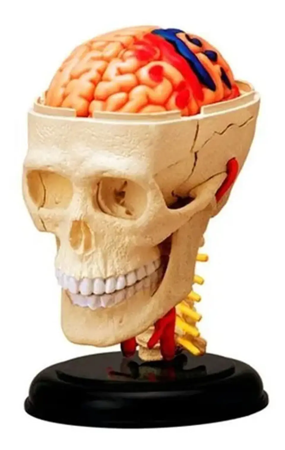 4d Modelo Anatómico De Esqueleto Humano  Escala 626005 1