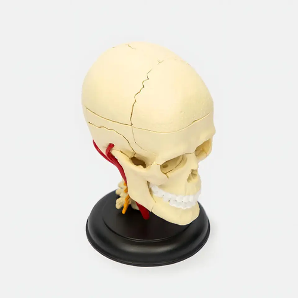 4d Modelo Anatómico De Esqueleto Humano  Escala 626005 2