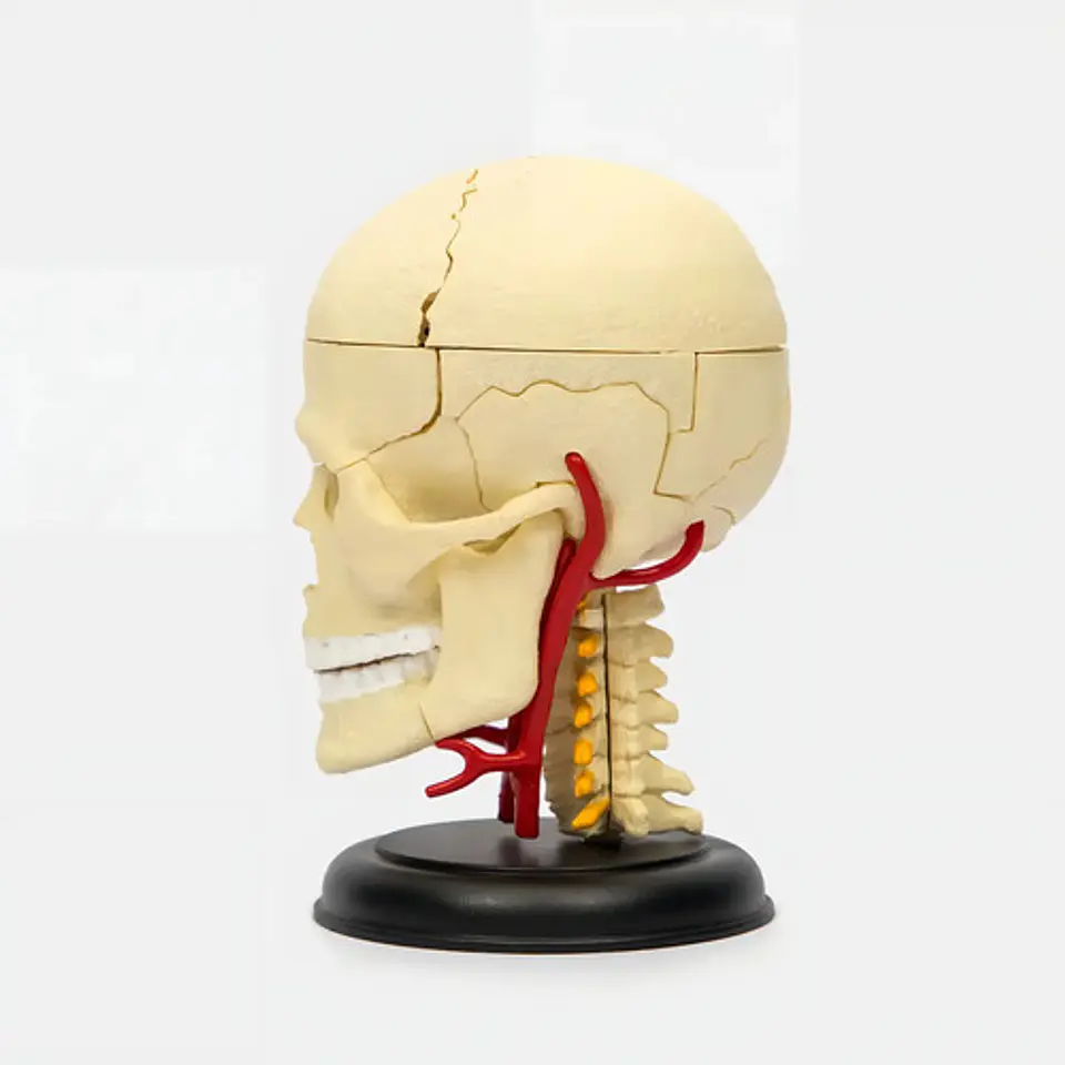 4d Modelo Anatómico De Esqueleto Humano  Escala 626005 3