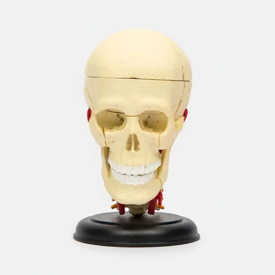 4d Modelo Anatómico De Esqueleto Humano  Escala 626005 4