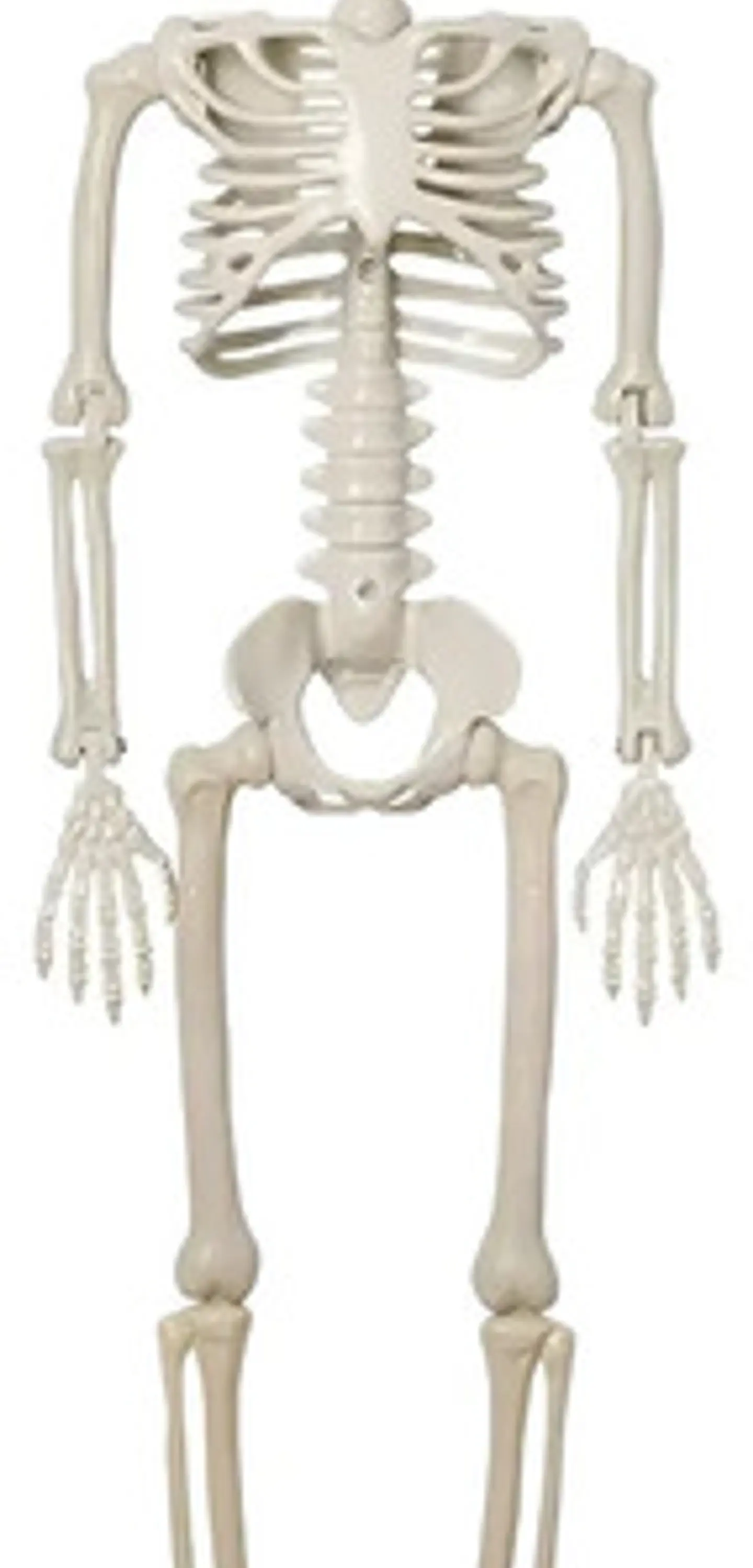 Esqueletos Decoración De Halloween Cuerpo Completo 90cm 1