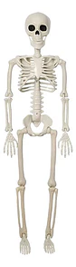 Esqueletos Decoración De Halloween Cuerpo Completo 90cm - Miniatura 1