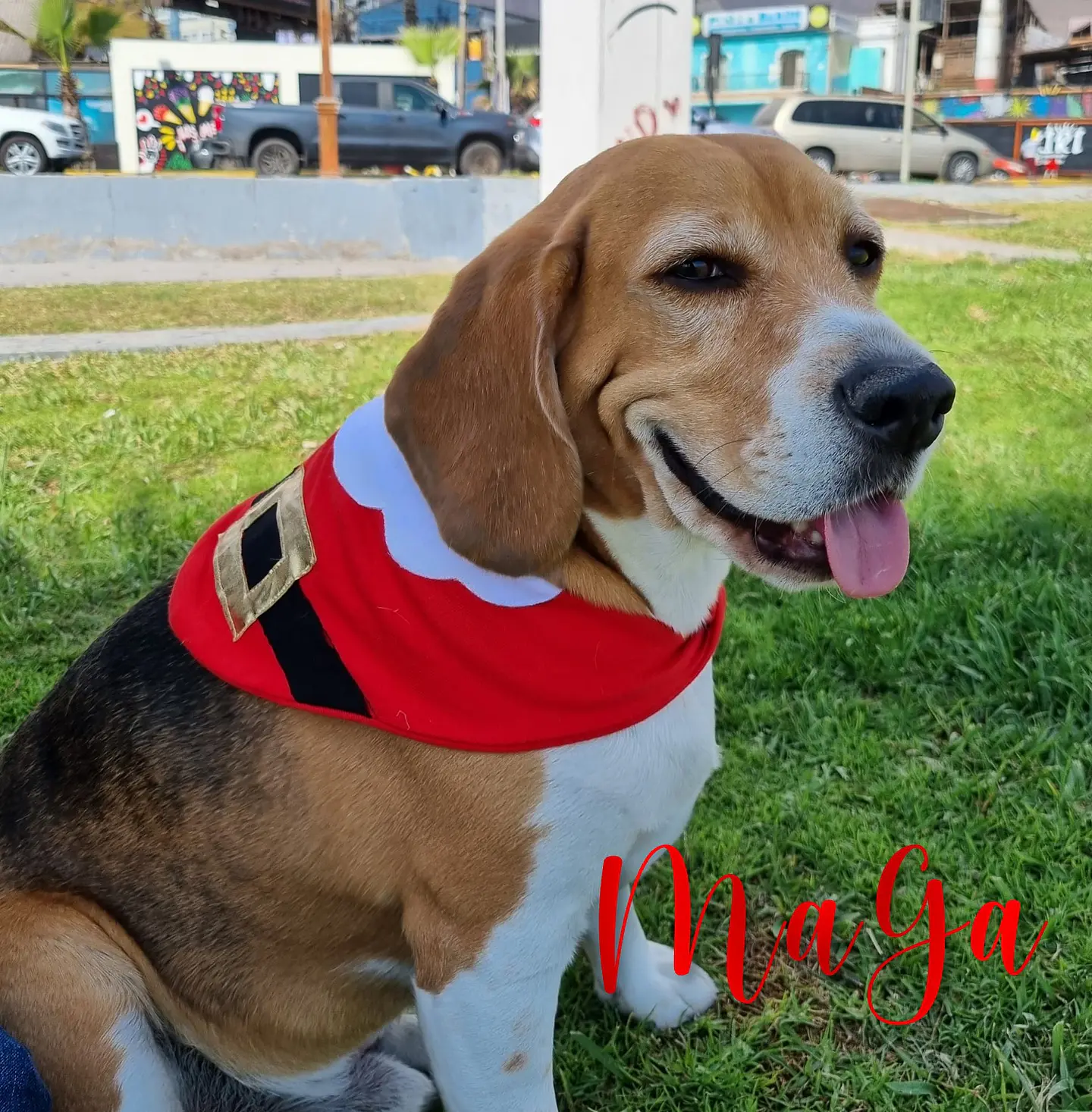 Bandanas Navideñas 2