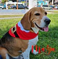 Bandanas Navideñas - thumbnail 2
