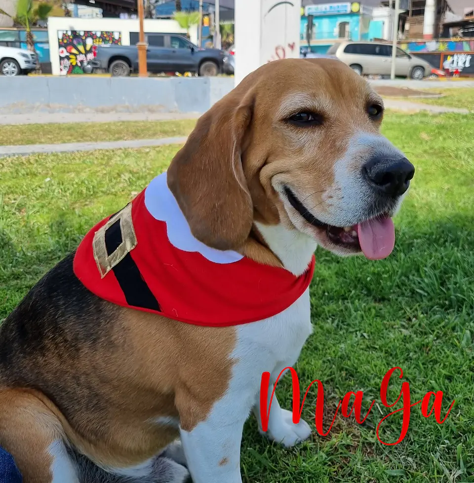 Bandanas Navideñas 2