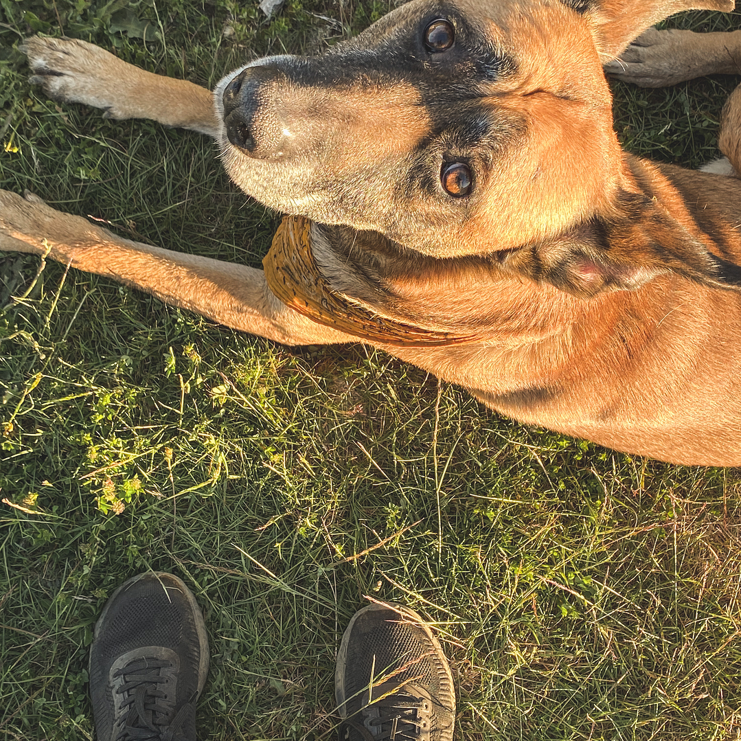 Dg. & Armonización Energética Mascotas 1