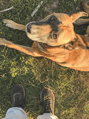 Dg. & Armonización Energética Mascotas