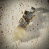 Colgante Dragón Libyan Desert Glass en bruto 
